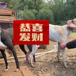 YY注册格力犬母暗黑小花花 992001000053534与非格力犬的相亲记录