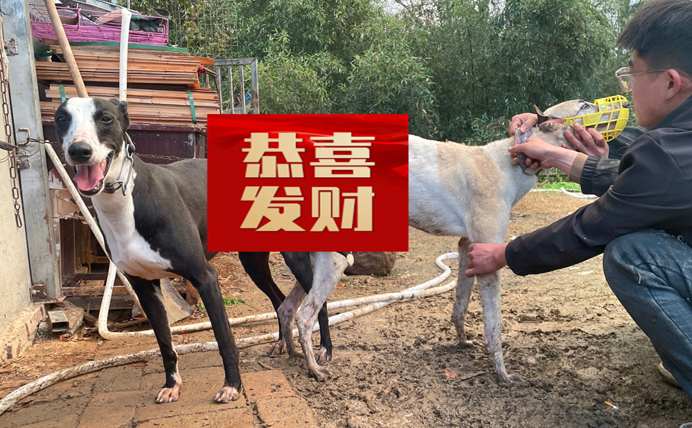 YY注册格力犬母暗黑小花花 992001000053534与非格力犬的相亲记录