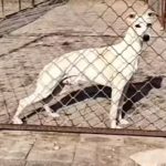克隆米奇 dog000378