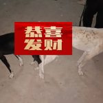 YY注册格力犬飞天 900215005006605与非格力犬的相亲记