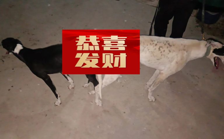 YY注册格力犬飞天 900215005006605与非格力犬的相亲记