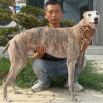 一号狸 900263002336555