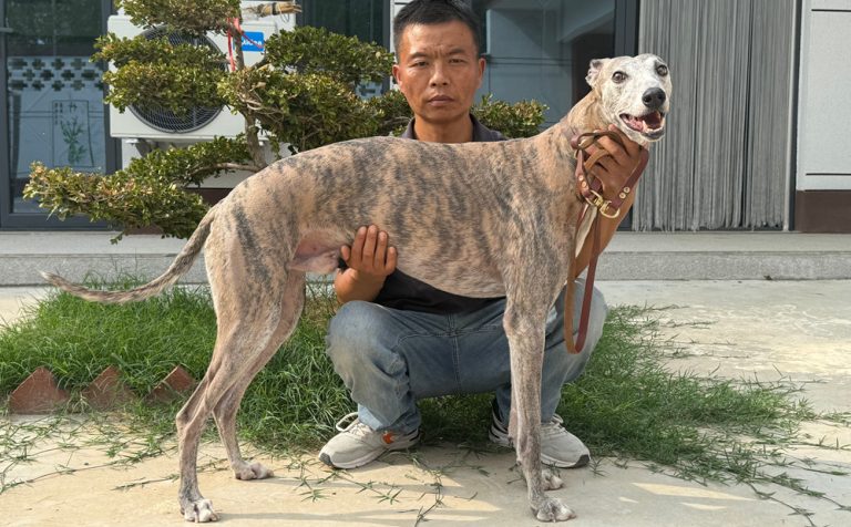 一号狸 900263002336555