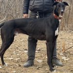 YY注册格力犬:黑七 900168801110818与非格力犬的相亲记录