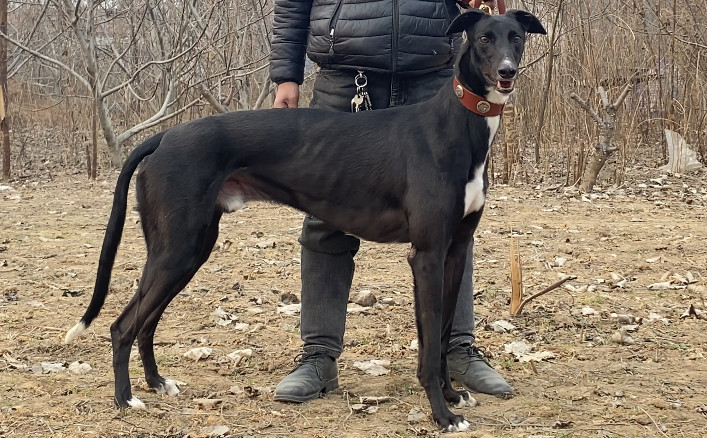 YY注册格力犬：黑七 900168801110818与非格力犬的相亲记录