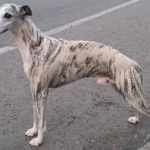 布克斯 720012000043447，窜天猴