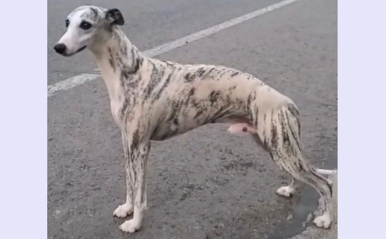 布克斯 720012000043447，窜天猴