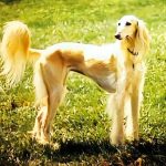 视觉性猎犬:靠视力与速度追逐目标的特殊狗狗