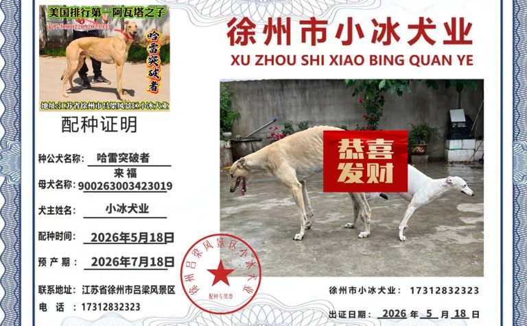 YY注册格力犬哈雷突破者 900022092023933与非格力犬的相亲记录