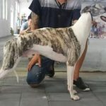 风暴 Darinca of Huang Jia Wei Chang Kennel，900250000532897