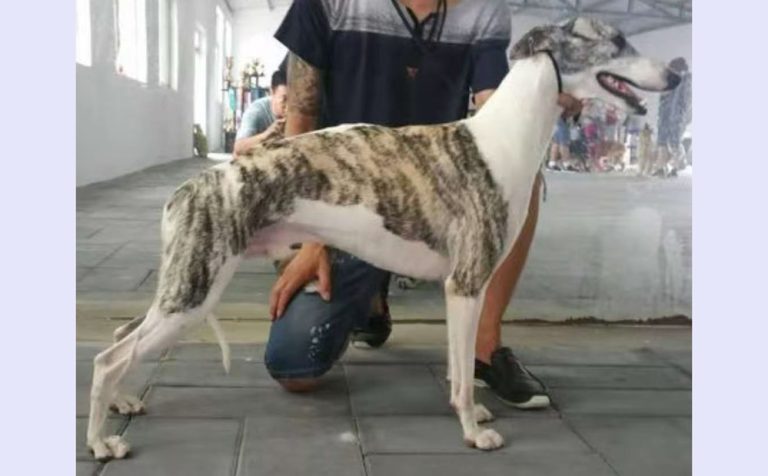 风暴 Darinca of Huang Jia Wei Chang Kennel，900250000532897