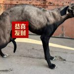 黑豹 900115003951439