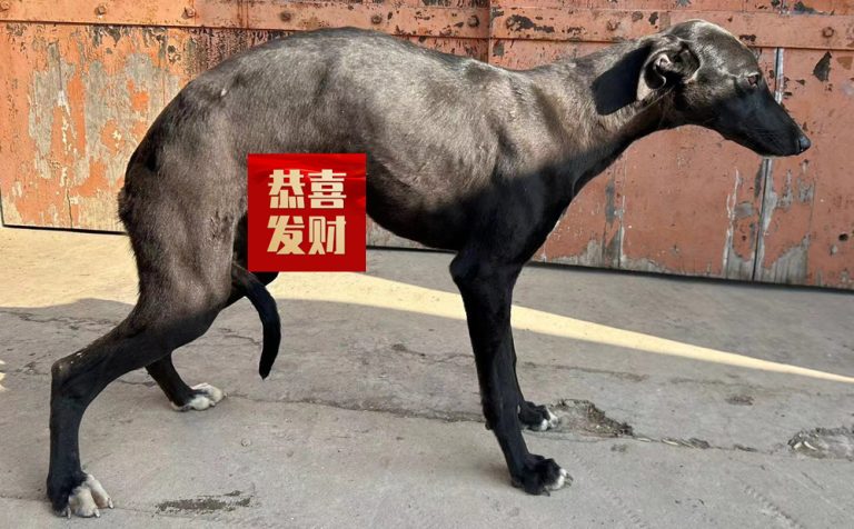 黑豹 900115003951439