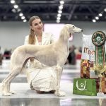 简讯：Bel Etual Arabeska（中文名简称阿拉贝丝卡）赢得2026萨巴涅夫纪念犬展老年组全场冠军
