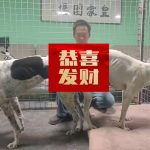 YY注册格力犬：天花 988000001880397与非格力犬的相亲记录