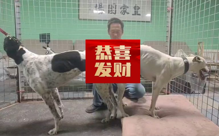 YY注册格力犬：天花 988000001880397与非格力犬的相亲记录