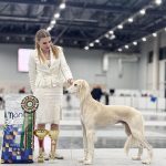 简讯：萨路基犬BEL ETUAL MISTER X（中文名简称为X先生）获得2026萨巴涅夫纪念犬展视觉猎犬组冠军