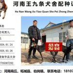 YY注册格力犬哈利黑九 900023069813410与非格力犬的相亲记录