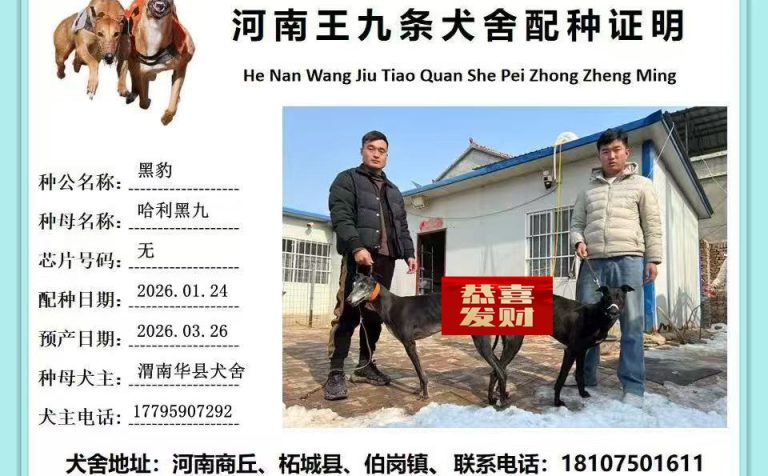 YY注册格力犬哈利黑九 900023069813410与非格力犬的相亲记录