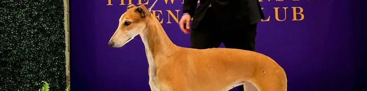 黑兹尔连续三年赢得西敏寺犬展最佳灵缇犬