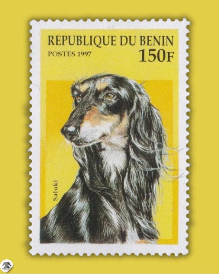 一张老邮票中的萨路基犬