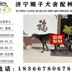 YY注册格力犬幻觉帝王 988000001880105与非格力犬的相亲记录