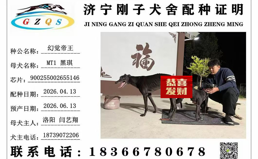 YY注册格力犬幻觉帝王 988000001880105与非格力犬的相亲记录