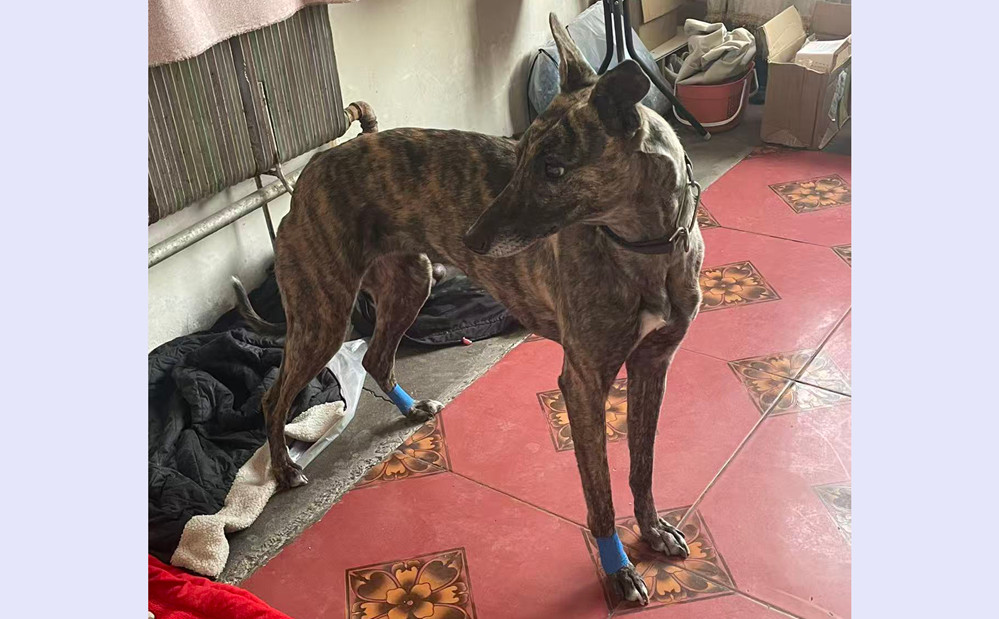 梅花 900255002636663