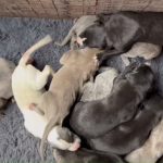 YY注册格力犬黑驰 900115002829628与非格力犬的相亲记录