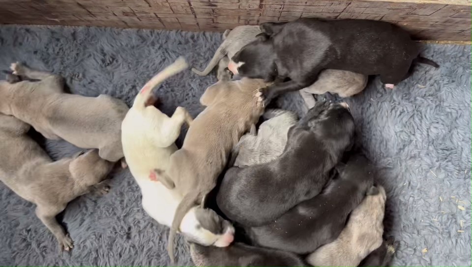 YY注册格力犬黑驰 900115002829628与非格力犬的相亲记录