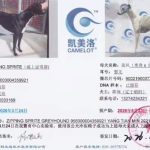 YY注册格力犬威士忌雪碧 Zipping Sprite，NEEHB，956000004359921与非格力犬的相亲信息