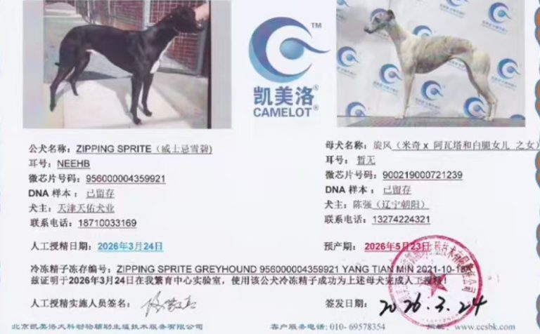 YY注册格力犬威士忌雪碧 Zipping Sprite，NEEHB，956000004359921与非格力犬的相亲信息