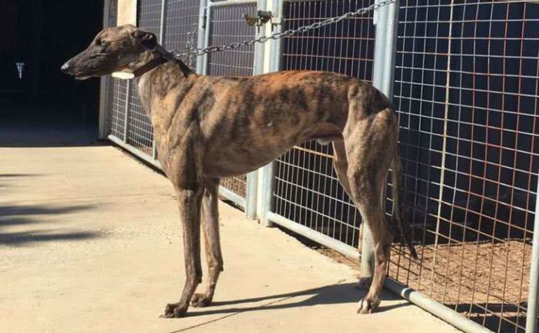 YY注册格力犬：巴特 Perfect Bart，956000004959939，QDBWO与非格力犬的相亲记录