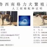 YY注册格力犬：巴特 Perfect Bart，956000004959939，QDBWO与非格力犬的相亲记录