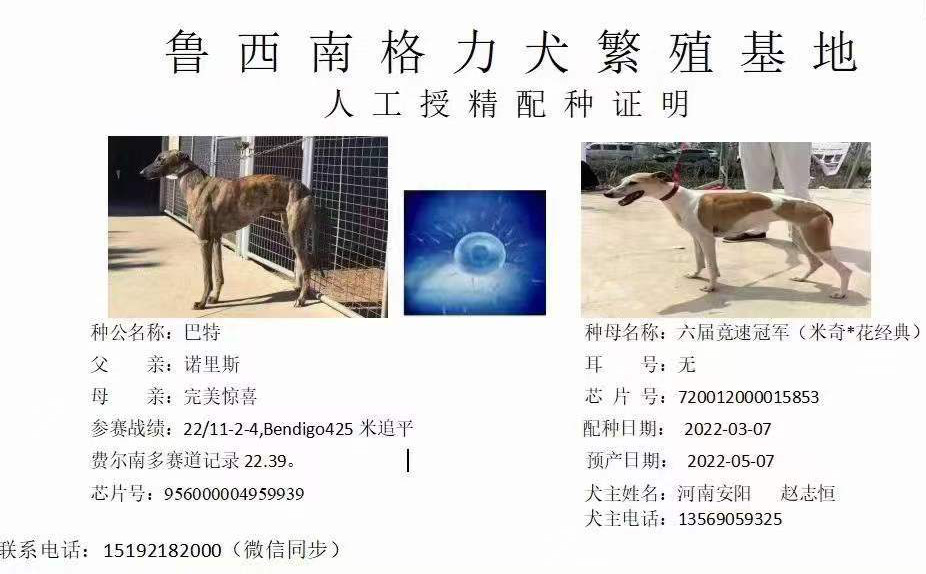 YY注册格力犬：巴特 Perfect Bart，956000004959939，QDBWO与非格力犬的相亲记录