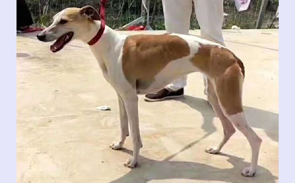 幻影 720012000015853