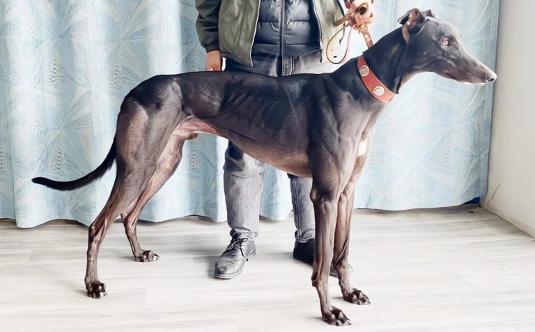 YY注册格力犬：幻觉帝王 988000001880105与非格力犬的相亲记录