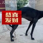 YY注册格力犬幻觉黑米 900023069100716与非格力犬的相亲记录