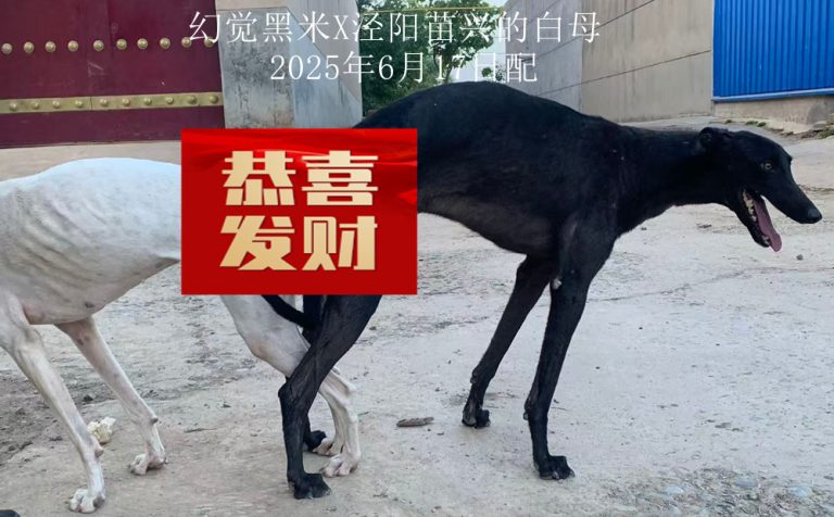 YY注册格力犬幻觉黑米 900023069100716与非格力犬的相亲记录