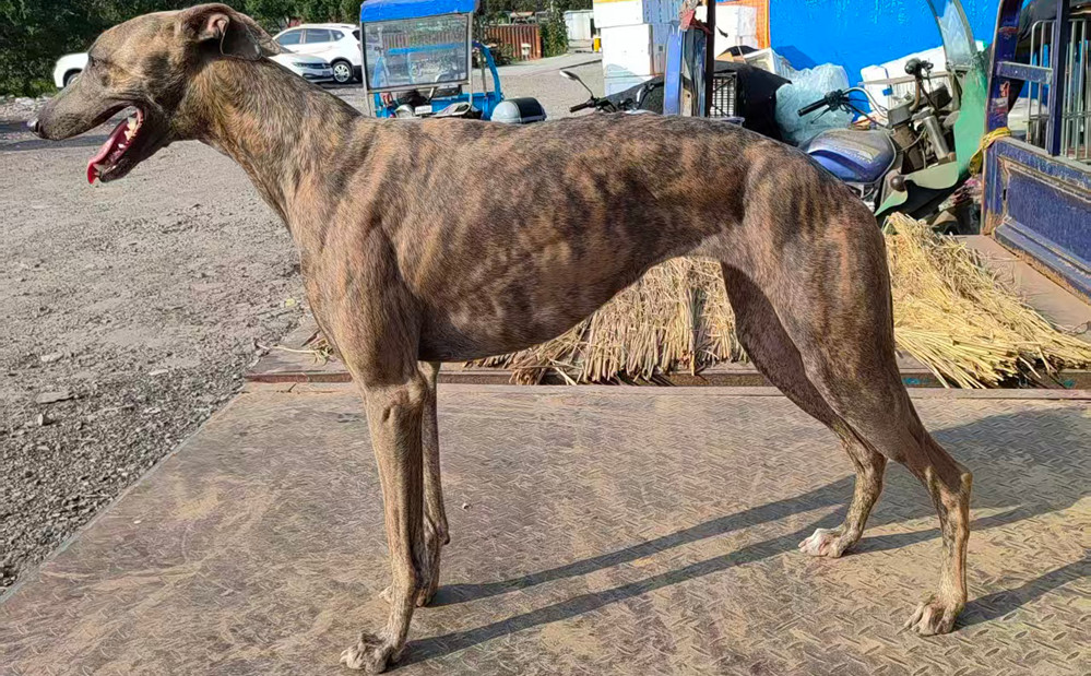 温州神梨 900255002762191