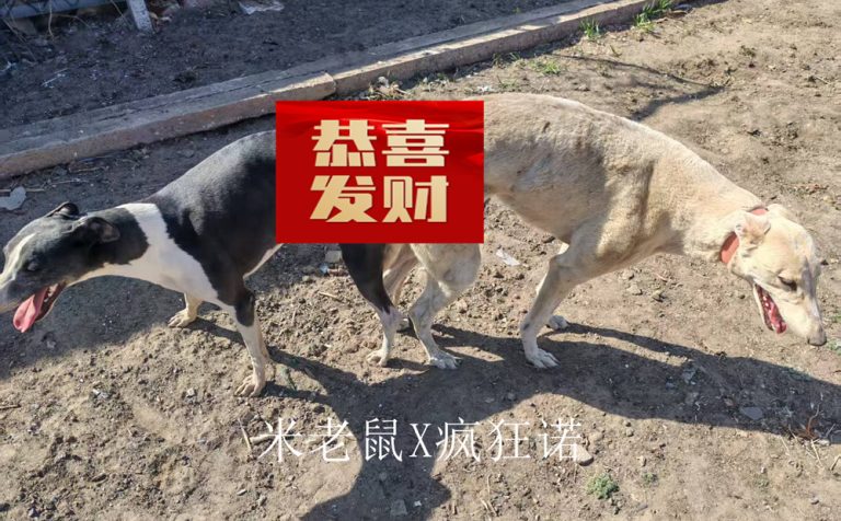 YY注册格力犬疯狂诺 992001000056002与非格力犬的相亲信息