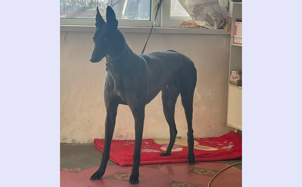 闪电900263007574262