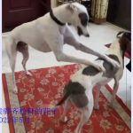 YY注册格力犬恨天高 DBJA8，941000225080714与非格力犬的相亲记录