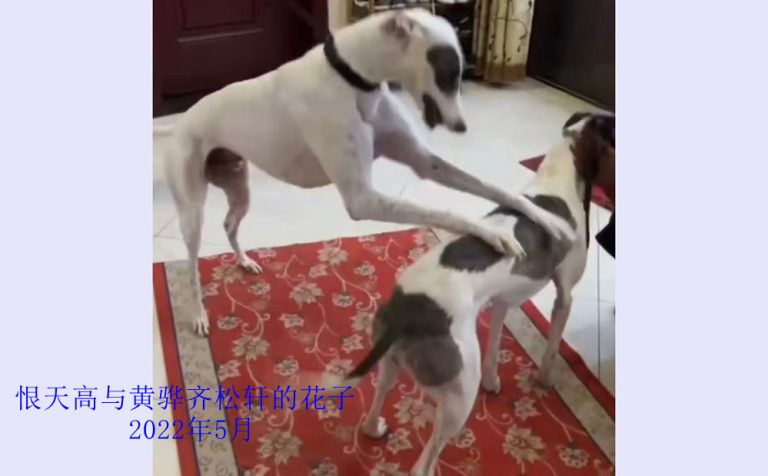 YY注册格力犬恨天高 DBJA8，941000225080714与非格力犬的相亲记录