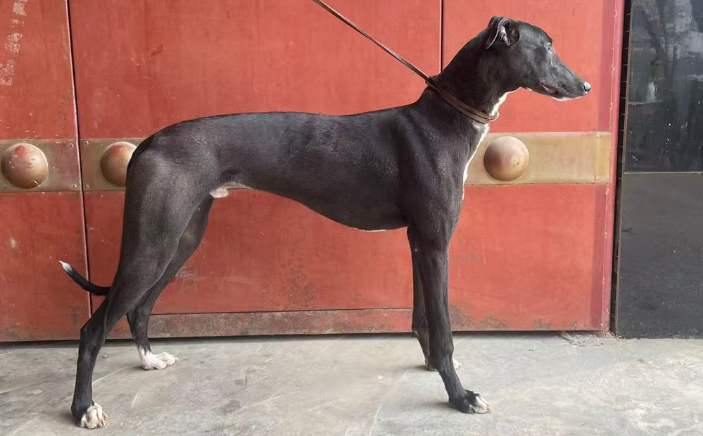 黑豆 900263007574263