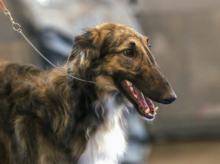俄罗斯猎狼犬 “百夫长” 斩获多项青年组大奖