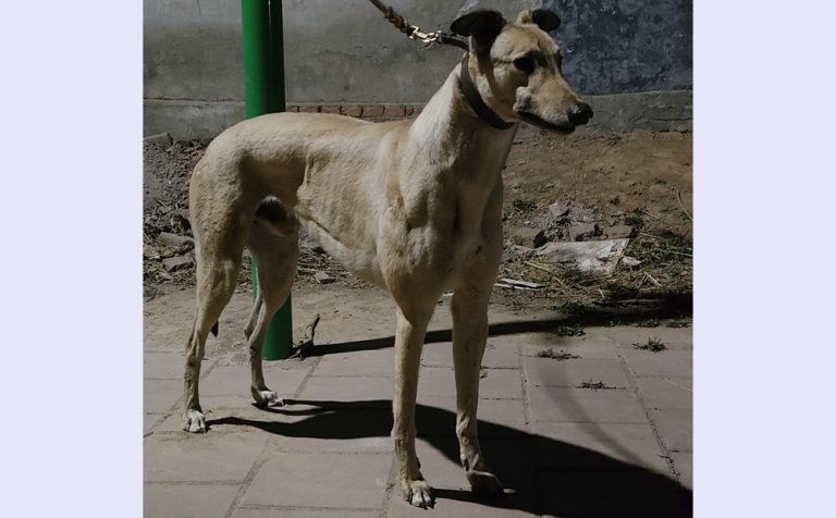 YY注册格力犬哈雷突破者 900022092023933与其他视猎犬的配种记录