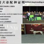 YY注册格力犬喷射 YY4555，Aulton Jet ，966000100646066，PQKBS与非格力犬的相亲记录