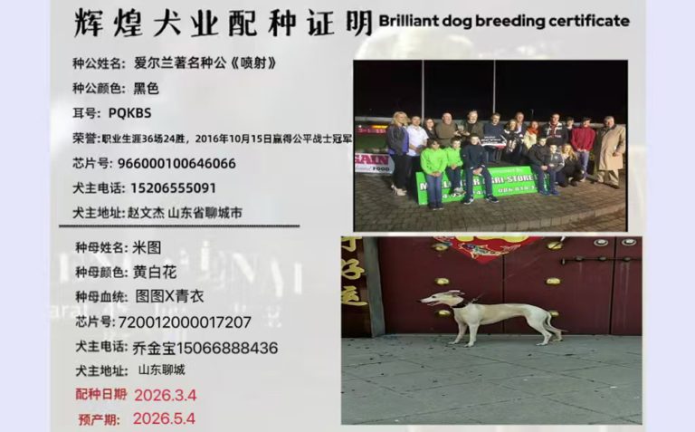 YY注册格力犬喷射 YY4555，Aulton Jet ，966000100646066，PQKBS与非格力犬的相亲记录