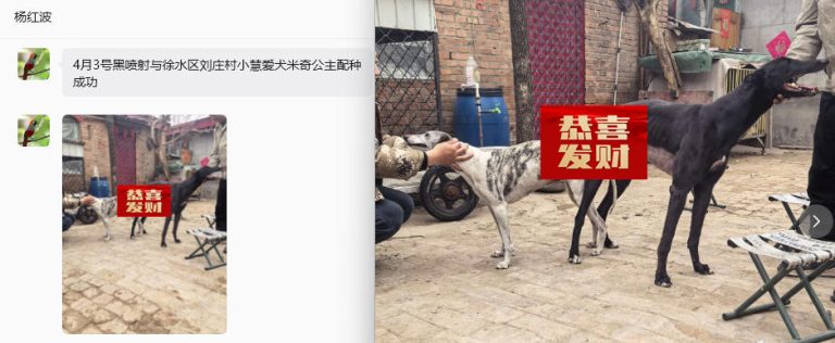 YY注册格力犬黑喷射 900263005970057，0156K与非格力犬的相亲记录